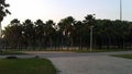 Trees in Flamengo Aterro - Rio de Janeiro - Brazil.