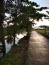 trees flanked by rivers and roads in Merauke