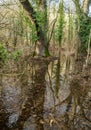 Trees in a flooded parkland in Pishiobury Park, Hertfordshire Royalty Free Stock Photo