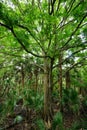 Trees in Florida Royalty Free Stock Photo