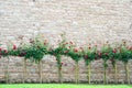 Trees with flowers near old stone wall Royalty Free Stock Photo