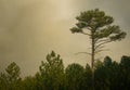 Trees in fog