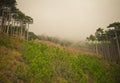 Trees in fog