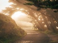 Trees in fog along a path at Point Reyes National Seashore, California Royalty Free Stock Photo