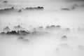 Trees in the fog black and white photo Royalty Free Stock Photo