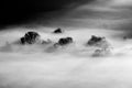 Trees in the fog black and white photo Royalty Free Stock Photo