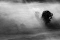 Trees in the fog black and white photo Royalty Free Stock Photo