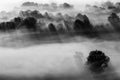 Trees in the fog black and white photo Royalty Free Stock Photo