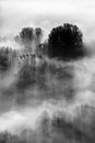 Trees in the fog black and white photo Royalty Free Stock Photo