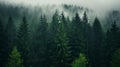 Enchanting Foggy Pine Forest: A Captivating 8k Sumatraism Nature Photo