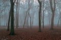 Trees in the fog on an early autumn morning. Trees, fog in the park. Fog in the forest. Autumn gloomy background Royalty Free Stock Photo