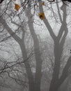Trees in fog .Last autumn leafs. Royalty Free Stock Photo