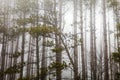 Trees with fog and mist. Horror nature Royalty Free Stock Photo