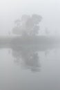 Trees in the fog reflected in the lake Royalty Free Stock Photo