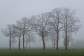 Trees in the fog in the Netherlands