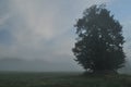 Trees in the fog. Variable weather. Swit meadow. Morning with dew Royalty Free Stock Photo