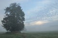 Trees in the fog. Variable weather. Swit meadow. Royalty Free Stock Photo