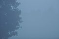 Trees in the fog. Variable weather. Swit meadow. Royalty Free Stock Photo