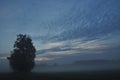 Trees in the fog. Variable weather. Swit meadow. Royalty Free Stock Photo