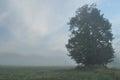 Trees in the fog. Variable weather. Swit meadow. Morning Royalty Free Stock Photo