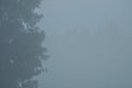 Trees in the fog. Variable weather. Swit meadow. Morning Royalty Free Stock Photo