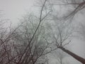 Trees and fog Royalty Free Stock Photo