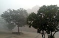 Trees in fog in winter season in amity university