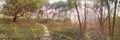 Trees and fogg , panoramic view