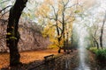 Trees in the foggy and cloudy autumn forest. Royalty Free Stock Photo