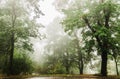 Trees in the foggy and cloudy forest. Royalty Free Stock Photo