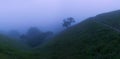 Trees on Foggy Evening Royalty Free Stock Photo