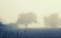 Trees in the foggy field, soft focus Royalty Free Stock Photo