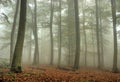 Trees in Foggy Forest Royalty Free Stock Photo