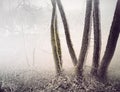 Trees in foggy swamp Royalty Free Stock Photo