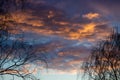 Trees without foliage against the backdrop of picturesque clouds at sunset Royalty Free Stock Photo