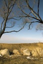 Trees without foliage have bent over boulders and a dry cane Royalty Free Stock Photo