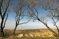 Trees without foliage have bent over boulders and a dry cane Royalty Free Stock Photo