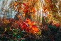 Trees Foliage Leaves Turn Yellow Orange Autumn. Autumn coming. Season Change Concept. Autumn Mood. Summer Mix of Royalty Free Stock Photo