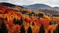 trees forest autumn background Royalty Free Stock Photo