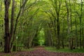 Trees in forest during autumn. Nature background.