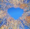 Trees forest autumn valentine heart upword Royalty Free Stock Photo