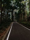 The trees in the forest at Bandung, Indonesia