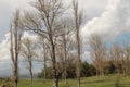 trees in forest beautiful landscape