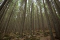 Trees in the forest. Beautiful rocky path in pine forest