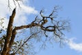 Trees in the forest with blue sky