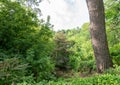 trees in a forest, cloud skies, large tree trunk