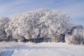 Trees in the forest covered with frost