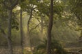 Trees , Forest and Divine Sun Rays