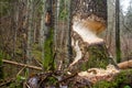 Trees in forest gnawed by beavers Royalty Free Stock Photo