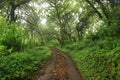 Daylight in the path to the forest in Sukawana, Kintamani, Bali